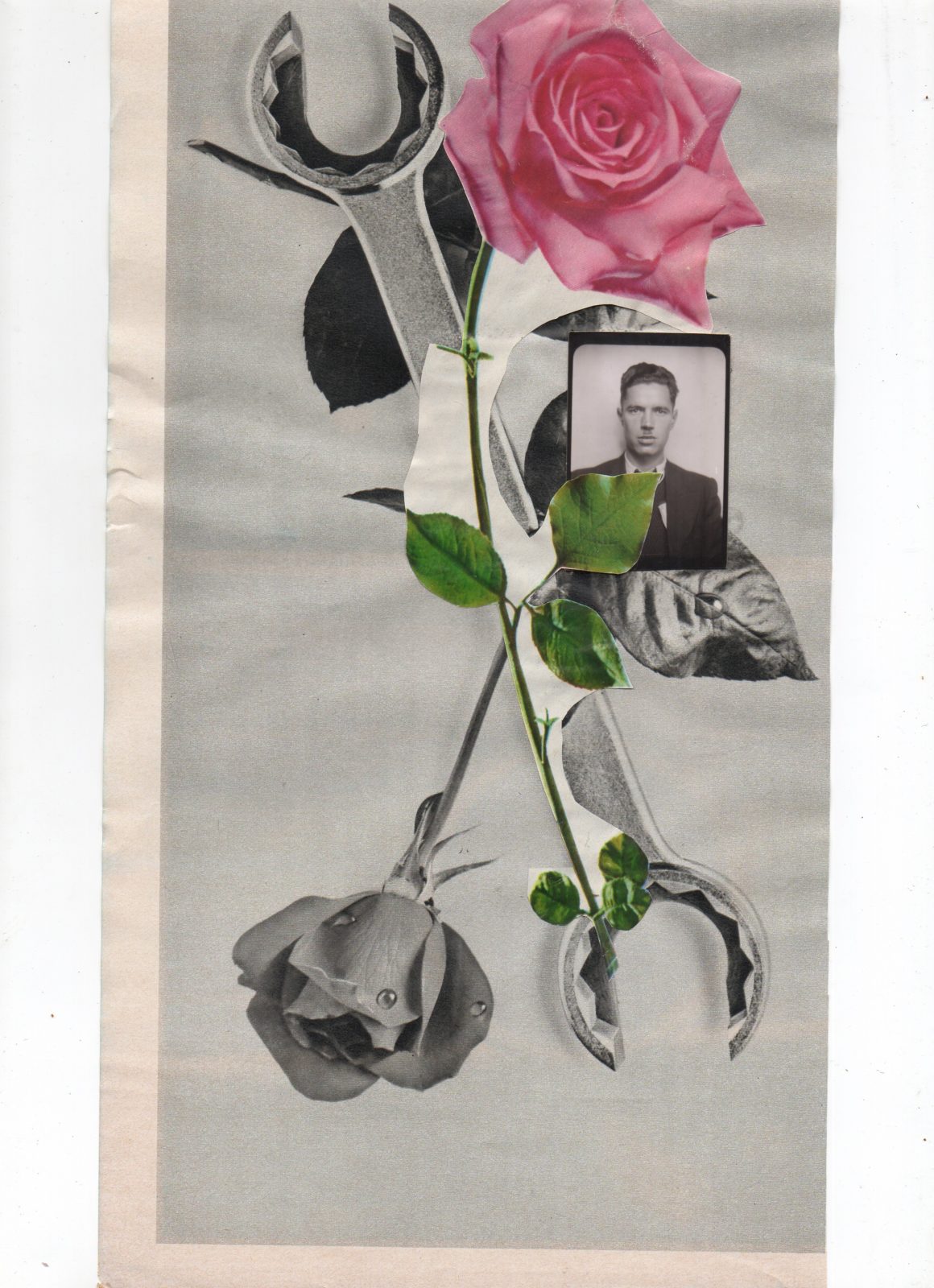 rose rose