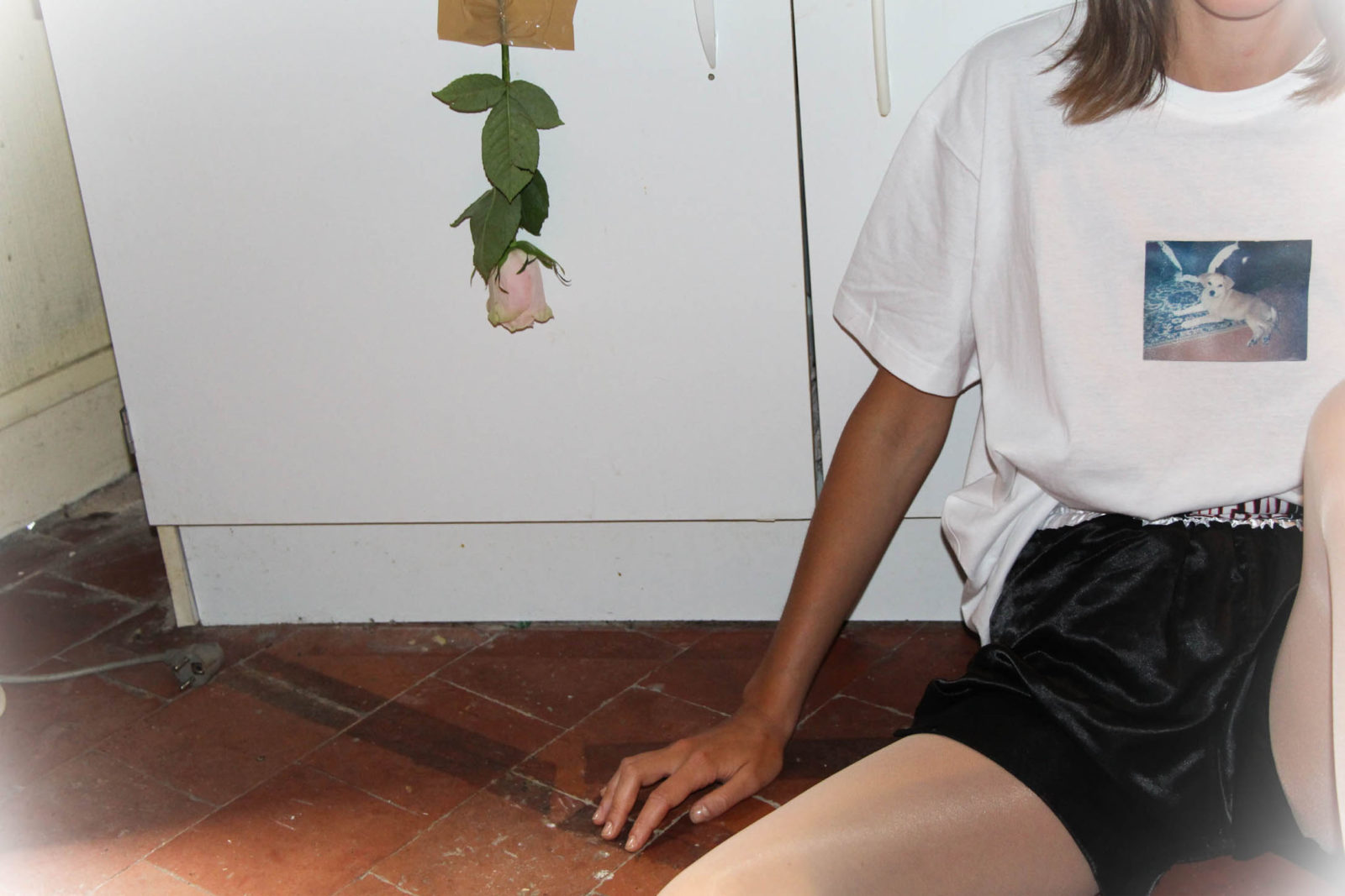 dog et rose dog et rose