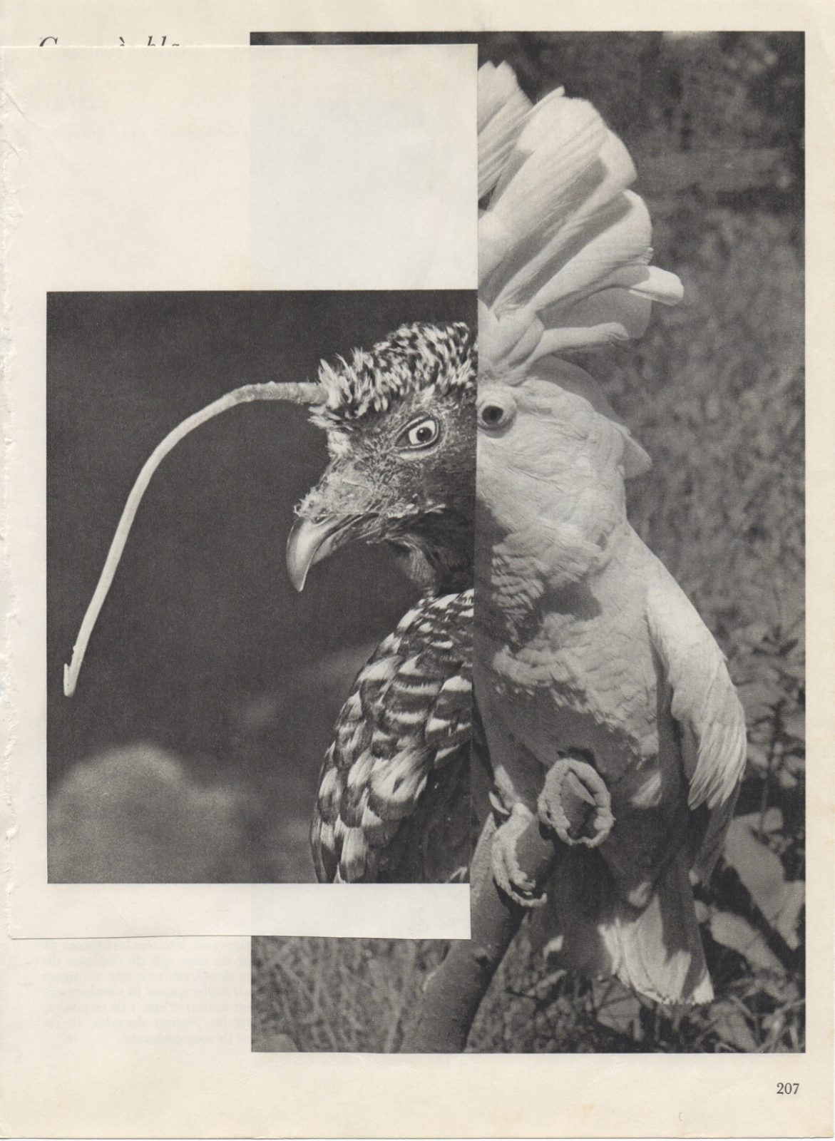 collage volatile - copie collage volatile - copie